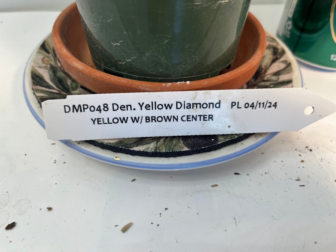 Dendrobium Yellow Diamond Orchid | Yellow Flowers with Brown Center | Rare Collector Orchid | Exclusive One-of-a-Kind