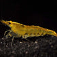 Yellow shrimp