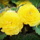 10 MIXED DOUBLE BEGONIA Tuberosa Tuberous Begonia Red Pink White Yellow Orange Shade Flower Seeds