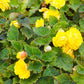 10 YELLOW DOUBLE BEGONIA Tuberosa Tuberous Begonia Shade Flower Seeds