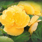 10 YELLOW DOUBLE BEGONIA Tuberosa Tuberous Begonia Shade Flower Seeds