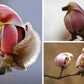 Yulan Magnolia Tree Seeds - 5 Seeds - Spring Buds Look like Pink Birds