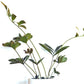 Zamia Furfuracea 'Cardboard Palm' Seeds