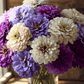 Blueberry Cheesecake Zinnia – 100 Seeds