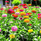 California Giants Zinnia – 100 Seeds