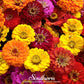 California Giants Zinnia – 100 Seeds