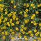 Creeping Zinnia – 100 Seeds