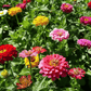 Dahlia Flowered Zinnia – 100 Seeds