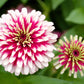 100 ICE QUEEN ZINNIA Elegans Bicolor Double Pink Red White Flower Seeds