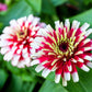 100 ICE QUEEN ZINNIA Elegans Bicolor Double Pink Red White Flower Seeds