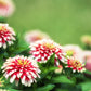 100 ICE QUEEN ZINNIA Elegans Bicolor Double Pink Red White Flower Seeds