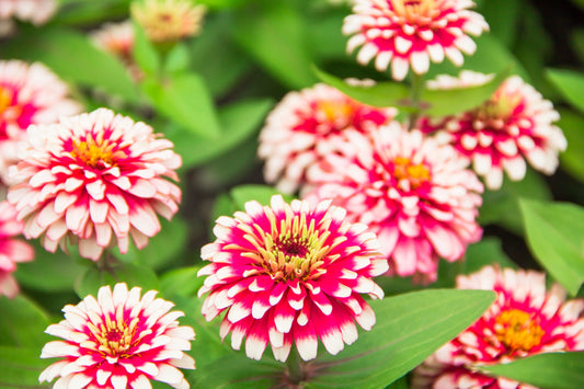 100 ICE QUEEN ZINNIA Elegans Bicolor Double Pink Red White Flower Seeds