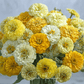 Lemon Meringue Zinnia – 100 Seeds