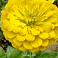 Lemon Meringue Zinnia – 100 Seeds