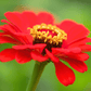 Meteor Zinnia – 100 Seeds