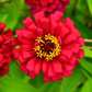 Meteor Zinnia – 100 Seeds