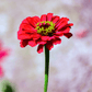 Meteor Zinnia – 100 Seeds