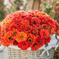 Oriole Zinnia – 50 Seeds