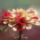 Peppermint Stick Zinnia – 50 Seeds
