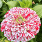 Peppermint Stick Zinnia – 50 Seeds