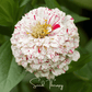 Peppermint Stick Zinnia – 50 Seeds
