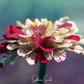 Peppermint Stick Zinnia – 50 Seeds