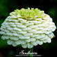 Polar Bear Zinnia – 100 Seeds