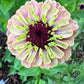 25 RED LIME QUEENY ZINNIA Elegans Green Queen Flower Seeds