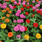 Thumbelina Dwarf Zinnia – 100 Seeds