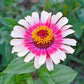 50 CAROUSEL MIX ZINNIA Elegans Carrousel Whirligig Mixed Colors Bicolor Flower Seeds