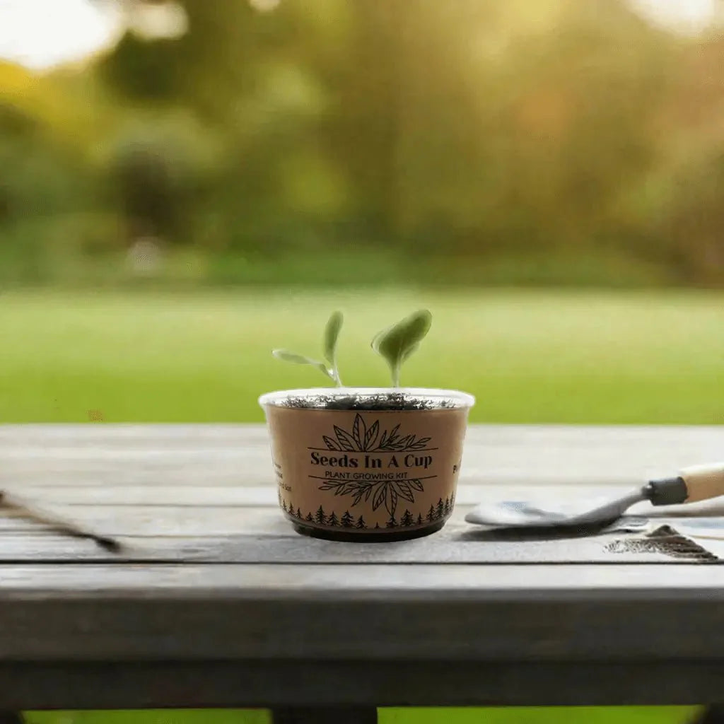 Beans | Plant Seed Starter Grow Kit | Seeds In A Cup®
