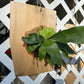 taghorn Elkhorn Fern mounted and established on a Cedar Shingle. Elkhorn Fern or Platycerium bifurcatum! A fun and easy plant to grow!