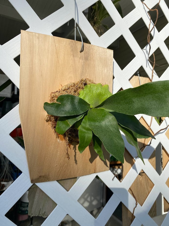 taghorn Elkhorn Fern mounted and established on a Cedar Shingle. Elkhorn Fern or Platycerium bifurcatum! A fun and easy plant to grow!