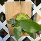 taghorn Elkhorn Fern mounted and established on a Cedar Shingle. Elkhorn Fern or Platycerium bifurcatum! A fun and easy plant to grow!