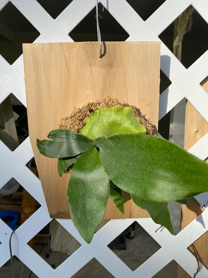 taghorn Elkhorn Fern mounted and established on a Cedar Shingle. Elkhorn Fern or Platycerium bifurcatum! A fun and easy plant to grow!
