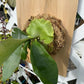 taghorn Elkhorn Fern mounted and established on a Cedar Shingle. Elkhorn Fern or Platycerium bifurcatum! A fun and easy plant to grow!