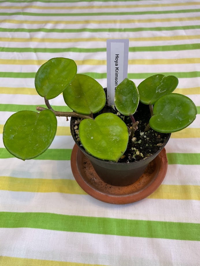 Rare Hoya Carnosa Krimson Queen in a 4 inch pot! She has thick waxy leaves and is an "easy care" hoya! Amazing fragrant blooms!