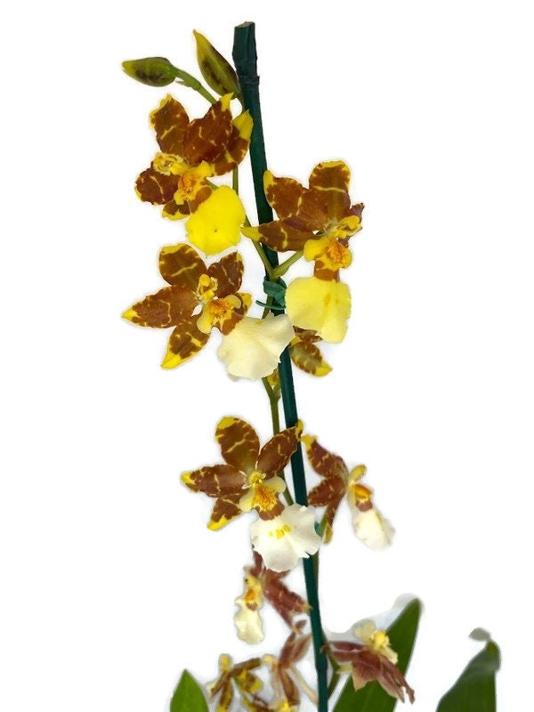 Oncidium Golden Afternoon Orchid in a 4inch pot! An easy care orchid! Wonderful gentle fragrance!