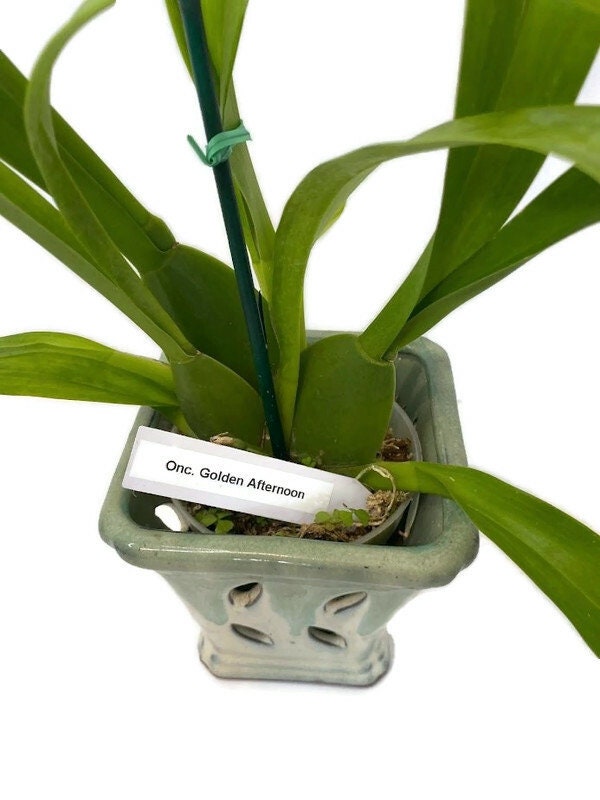 Oncidium Golden Afternoon Orchid in a 4inch pot! An easy care orchid! Wonderful gentle fragrance!