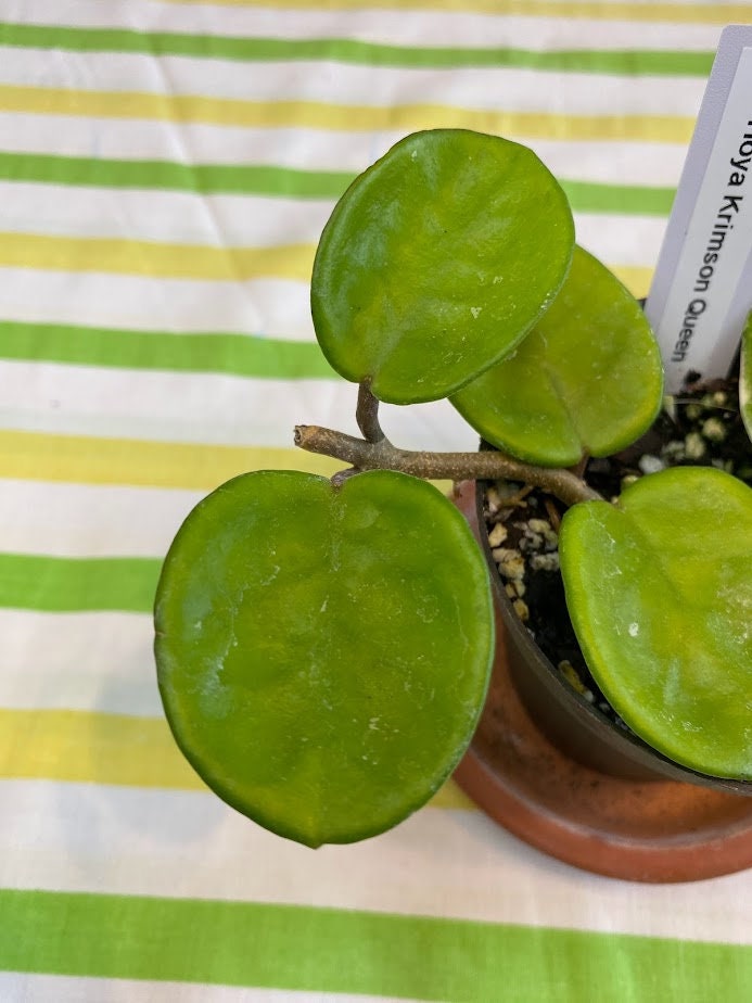 Rare Hoya Carnosa Krimson Queen in a 4 inch pot! She has thick waxy leaves and is an "easy care" hoya! Amazing fragrant blooms!
