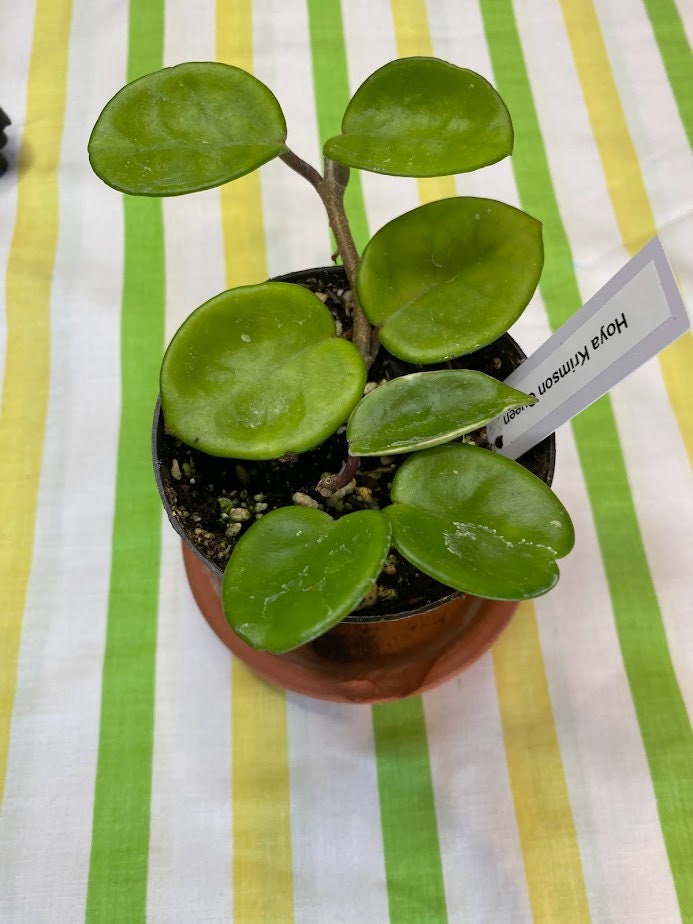 Rare Hoya Carnosa Krimson Queen in a 4 inch pot! She has thick waxy leaves and is an "easy care" hoya! Amazing fragrant blooms!