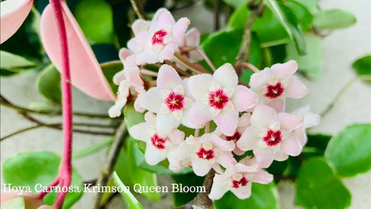 Rare Hoya Carnosa Krimson Queen in a 4 inch pot! She has thick waxy leaves and is an "easy care" hoya! Amazing fragrant blooms!