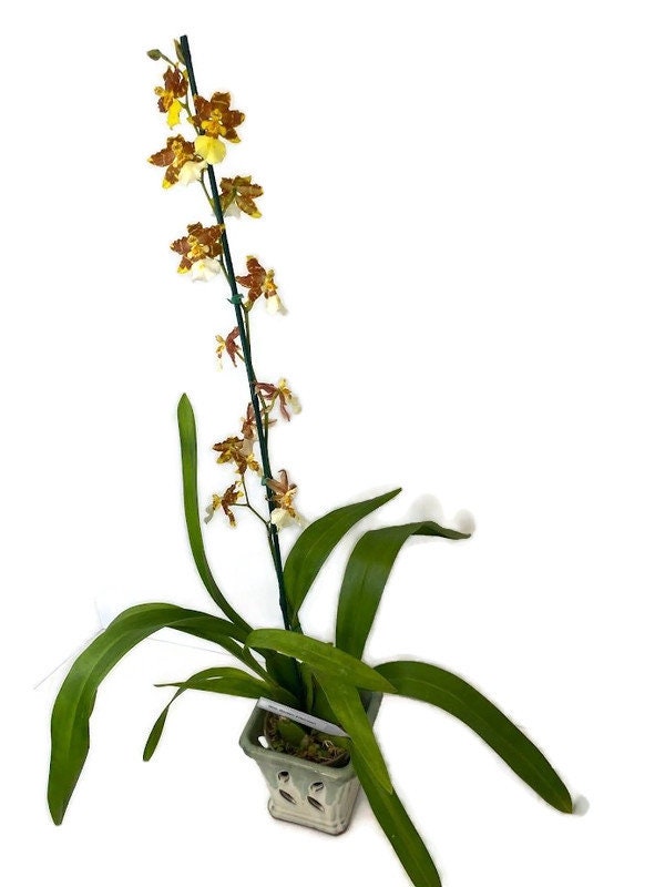 Oncidium Golden Afternoon Orchid in a 4inch pot! An easy care orchid! Wonderful gentle fragrance!