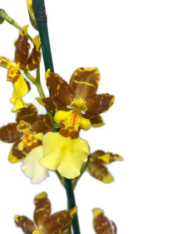 Oncidium Golden Afternoon Orchid in a 4inch pot! An easy care orchid! Wonderful gentle fragrance!