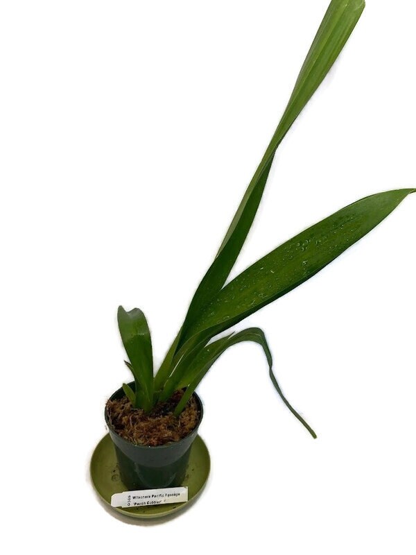 Wilsonara Pacific Passage Peach Cobbler Oncidium Orchid in a 4 inch pot! A great Orchid for beginners! Give her a try!