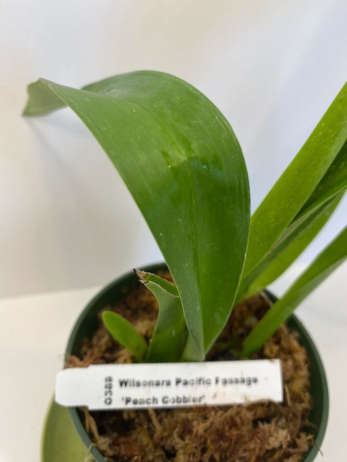 Wilsonara Pacific Passage Peach Cobbler Oncidium Orchid in a 4 inch pot! A great Orchid for beginners! Give her a try!