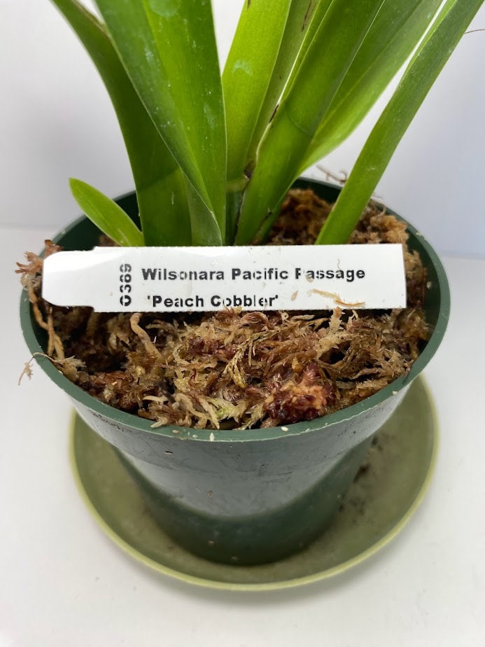 Wilsonara Pacific Passage Peach Cobbler Oncidium Orchid in a 4 inch pot! A great Orchid for beginners! Give her a try!