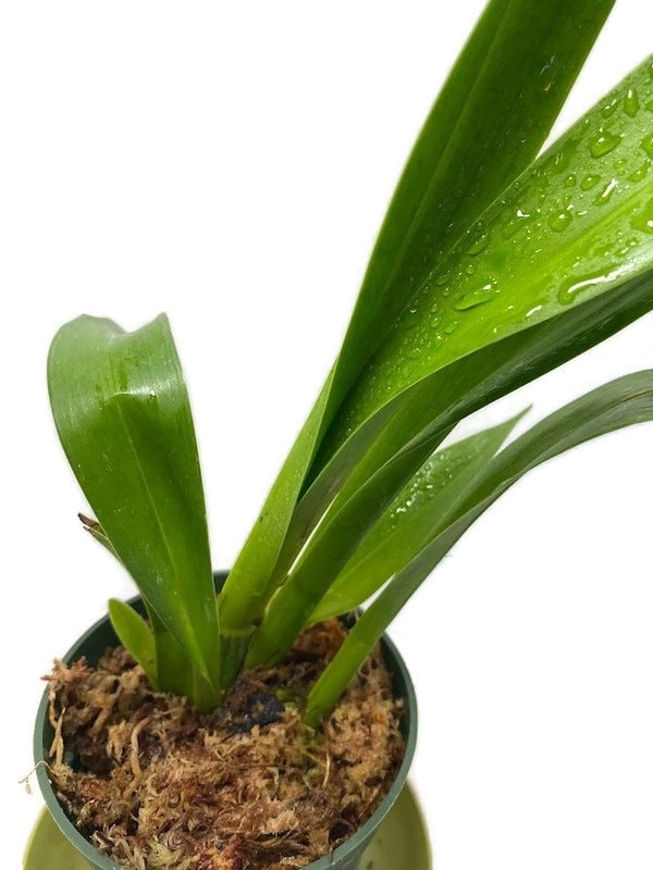 Wilsonara Pacific Passage Peach Cobbler Oncidium Orchid in a 4 inch pot! A great Orchid for beginners! Give her a try!